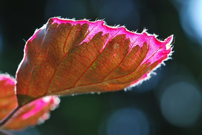 Fagus sylvatica 'Tricolor' - buk lesní - list s žilnatinou (23)